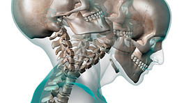 头骨剖面图显示颈部的弯曲和伸展。