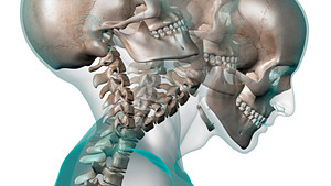 头骨的剖面视图显示颈部的弯曲和扩展。