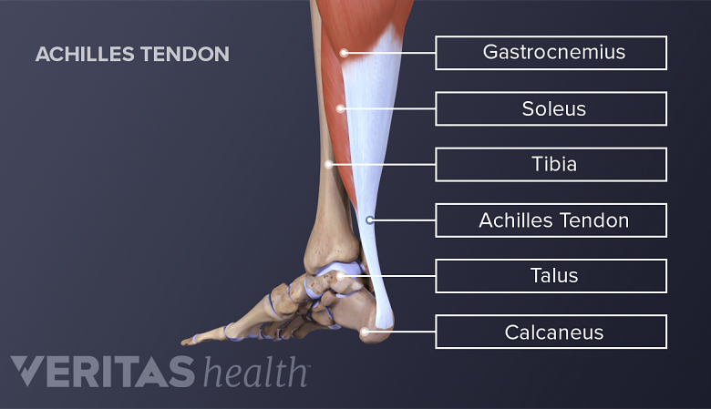 Illustration showing posterior view of lower limb labelling achilles tendon, tibia,talus and calcaneus