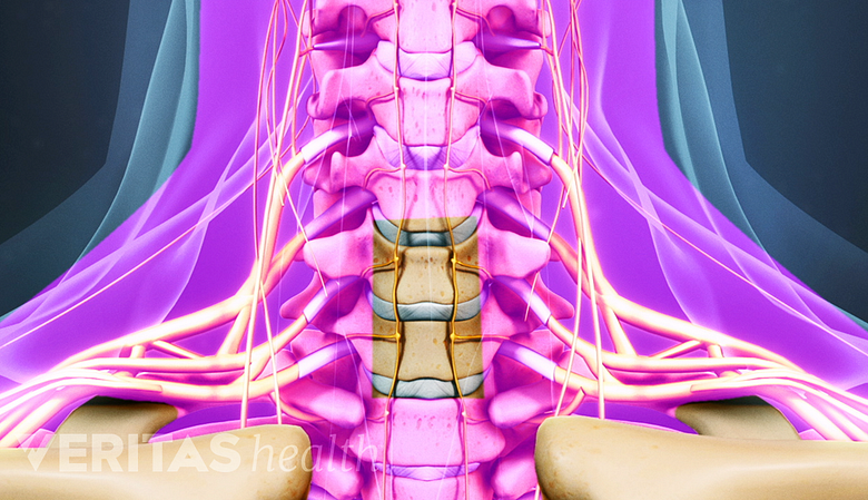 Illustration showing cervical spine with neck area highlighted in red.