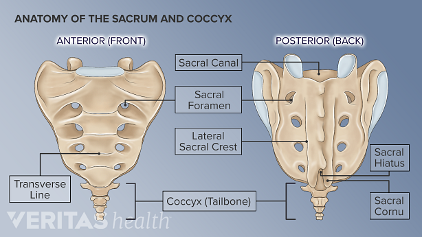 Illustration of the front and back of the sacrum and coccyx.