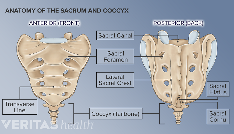 Illustration of the front and back of the sacrum and coccyx.
