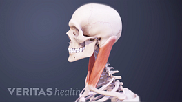 Vista de perfil del cráneo y la parte superior del cuerpo que muestra los músculos cervicales.