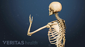 Illustrated skeleton showing range of motion in the arm and shoulder bones