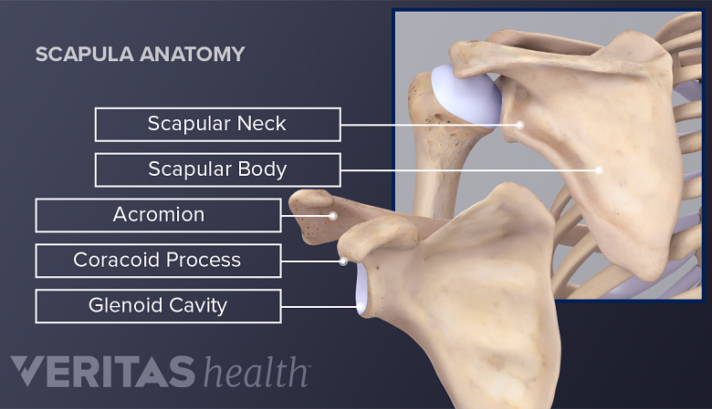 Posterior and anterior anatomy of the scapula.