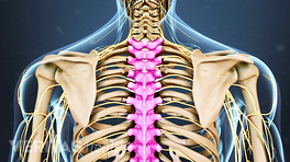 Posterior view of the upper body highlighting the thoracic spine.