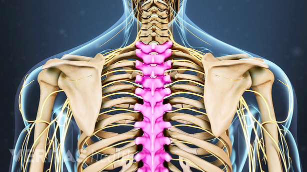 Posterior view of upper back highlighting the thoracic spine.