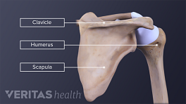 Illustration of the shoulder bones with the clavicle, scapula and humerus labeled