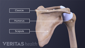 Illustration of the shoulder bones with the clavicle, scapula and humerus labeled