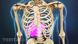Medical illustration of a skeleton&#039;s torso. The liver location is highlighted in red