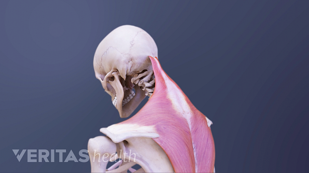 Posterior view of the upper body showing neck bending forward.