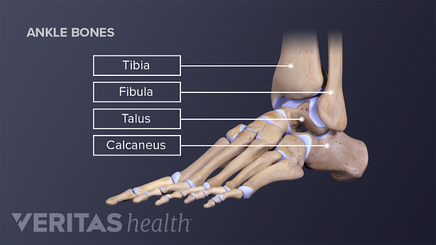 Medical illustration of the bones of the foot and ankle