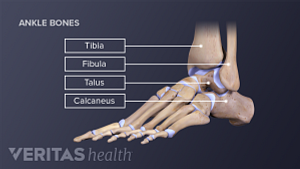 Medical illustration of the bones of the foot and ankle