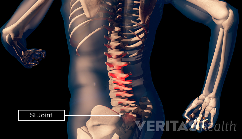 3D illustration of the lower spine and pelvis.