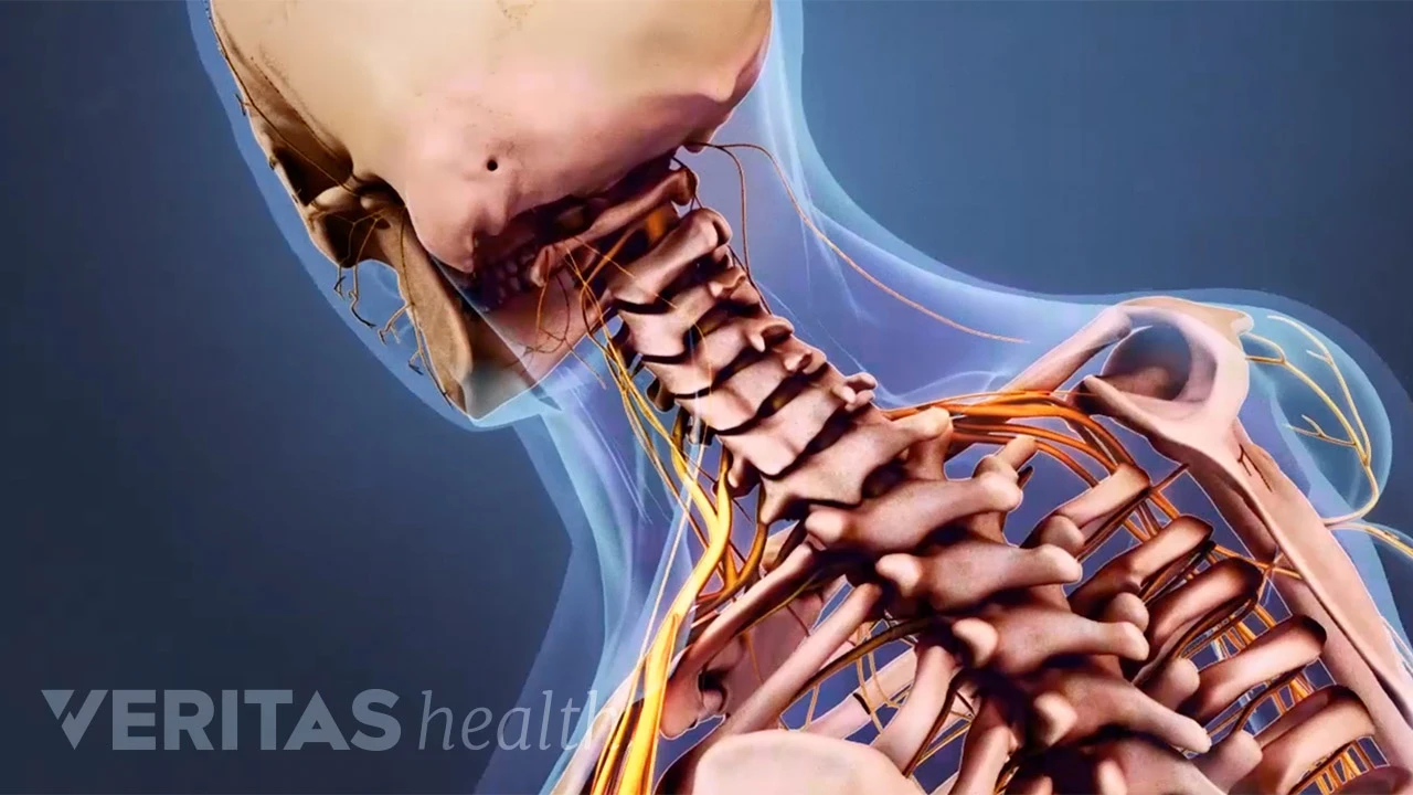 Cervical Spine Anatomy Video Spine Health