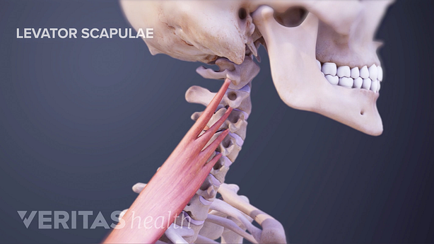 Profile view of the neck with the levator scapulae muscle featured traveling from the neck to the upper back.