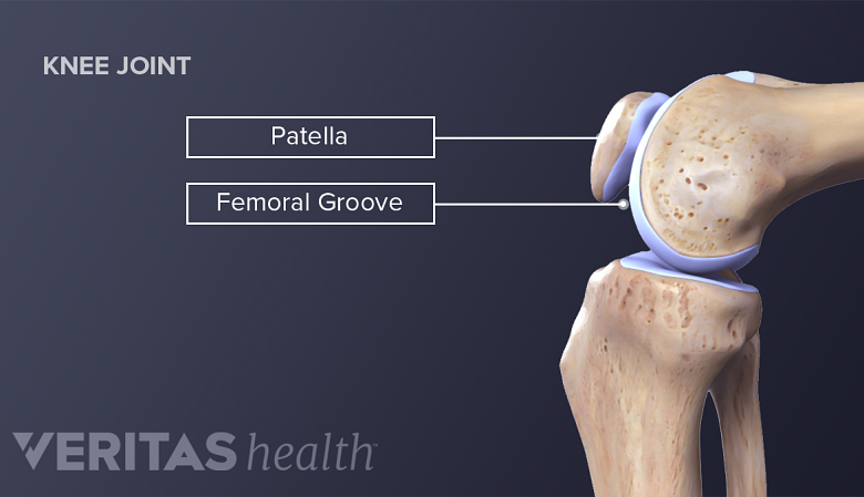 Illustration of knee joint anatomy labelling patella and femoral grove.