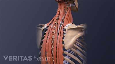 Medical illustration of the anatomy of the upper back