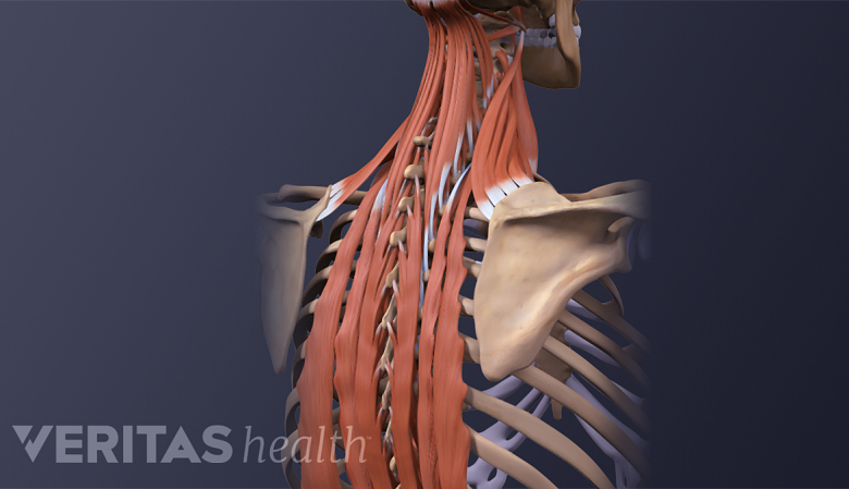 Illustration showing muscles of neck and back.