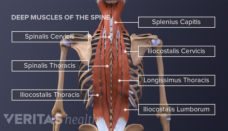 Músculos de la espalda y lumbalgia