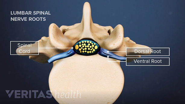 Sección transversal del canal espinal que contiene un haz de nervios.