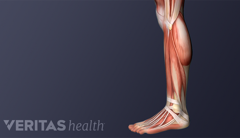 Músculos y ligamentos de la pierna y el pie.