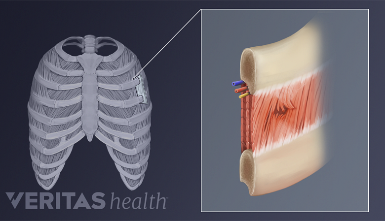 Intercostal muscle anatomy