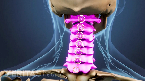 Posterior view of cervical spine labeling C1-C7.