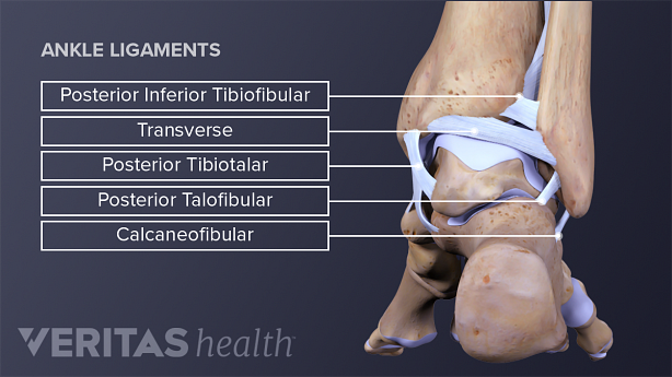 Posterior view of the ankle ligaments