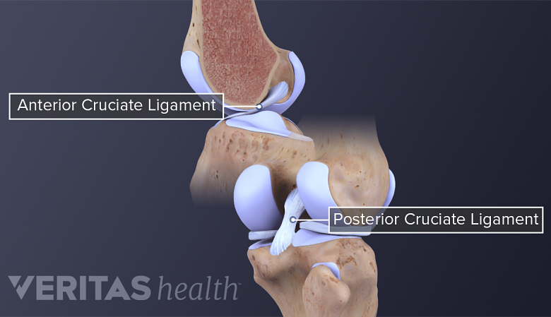 Anatomy of knee joint showing  anterior cruciate ligament and posterior cruciate ligament.