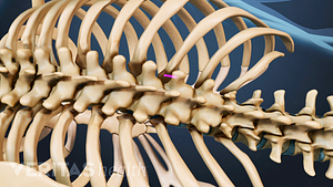 Posterior view of the thoracic and lumbar spine.