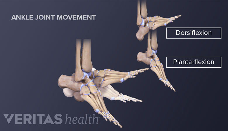 Illustration showing and joint movement- plantarflexion and dorsiflexion.