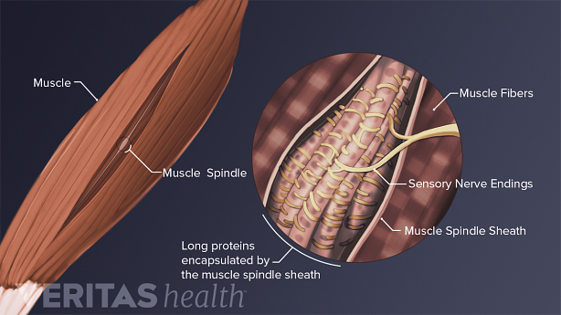 Enlarged view of muscle spindles