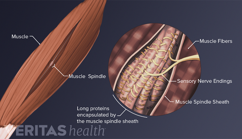 Enlarged view of muscle spindles