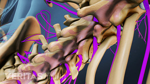 Vista posterior de la médula espinal y las raíces nerviosas de la columna lumbar.