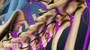 Ilustración médica que muestra las raíces nerviosas lumbares que salen de la médula espinal