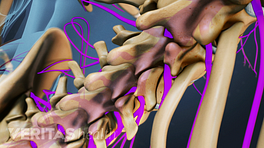 Columna lumbar que muestra las raíces nerviosas de la médula espinal.
