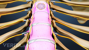 Anterior view of the rib cage highlighting the thoracic spine.