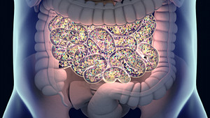 Illustration of the intestines