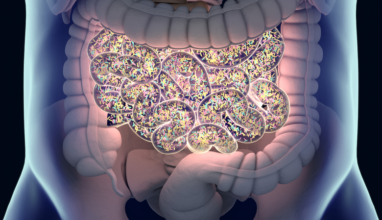 Bacterial microbiome in the intestines.