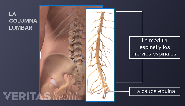 La médula espinal, los nervios raquídeos y la cauda equina de la columna lumbar.
