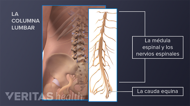 La médula espinal, los nervios raquídeos y la cauda equina de la columna lumbar.