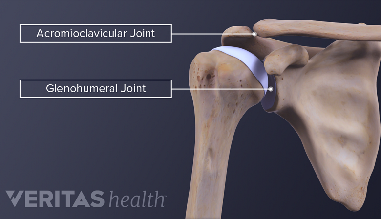 Acromioclavicular Joint Anatomy and Osteoarthritis