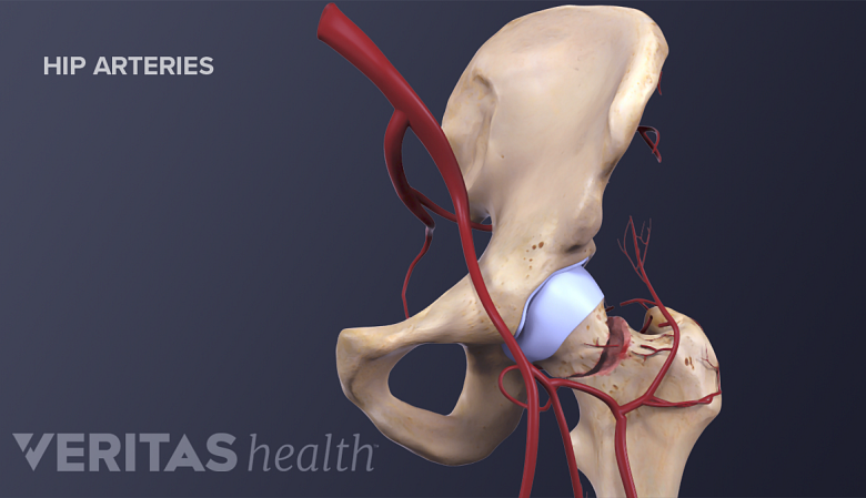 Illustration of blood vessels in the hip region.