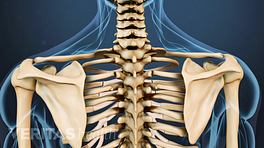 Posterior skeletal view of the cervical and thoracic spine