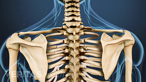 Medical illustration of the cervical and thoracic spine, also showing the arms, and shoulder blades
