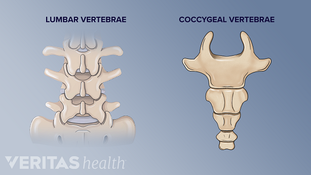 An illustration showing posterior view of lumbar vertebra and coccygeal vertebra.