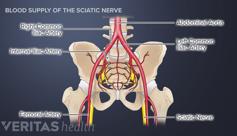 Illustration of the blood supply of the sciatic nerve.