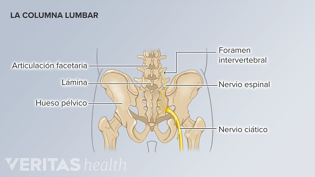 La anatomía de la columna lumbar.
