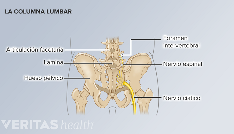 Los componentes de la columna lumbar y la pelvis.